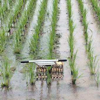 ウジャマー農場